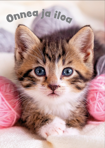 1-os eläinkortti kissa