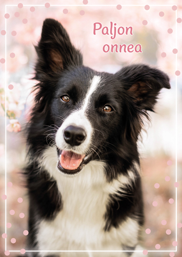 1-os eläinkortti koira