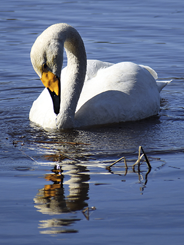 Juliste 30x40cm Joutsen