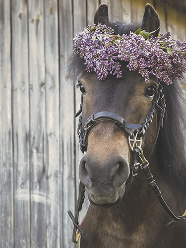 Juliste 30x40cm hevonen