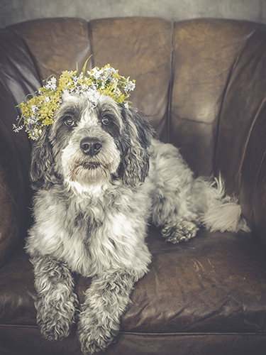 Juliste 30x40cm koira seppele päässä