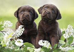 [4750045] 1-os eläinkortti koira