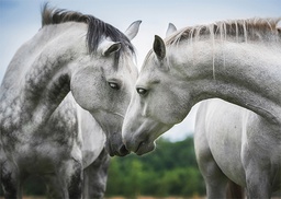 [2725526] 1-os kortti 