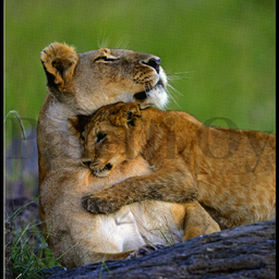 [31963] 1-os neliökortti Aquarupella