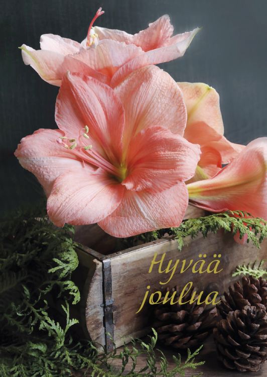 1-os joulu Sari Savela