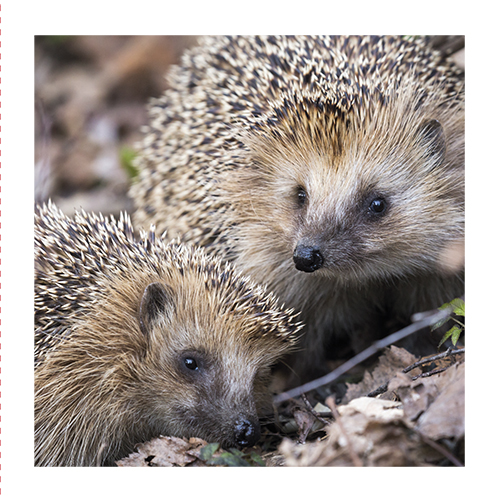 2-os neliökortti Luonto 14,5x14,5 cm