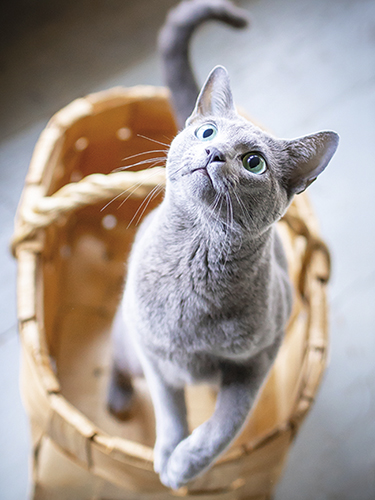 Juliste 30x40cm kissa korissa