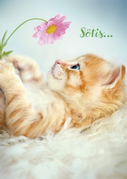 [3910155] 1-os hupikortti R Avanti