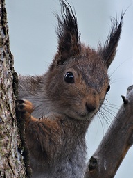 [318111] Juliste 30x40cm Orava