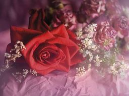 [318115] Juliste 30x40cm Ruusu