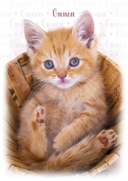 [4750144] 1-os eläinkortti kissa